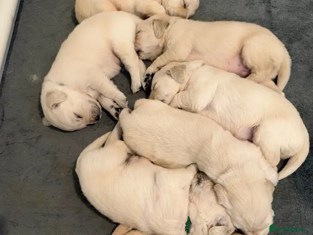Golden Retriever dogs K.C Golden retriever puppies - Advert 2
