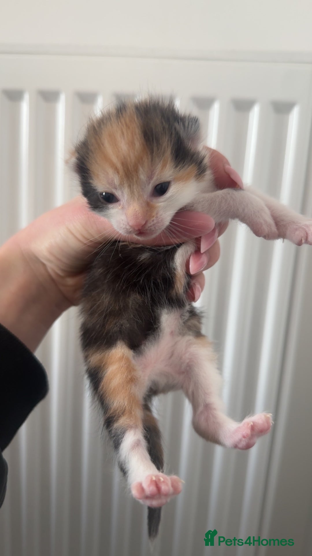 Mixed Breed cats for sale: Kittens for sale:) - Image 5