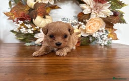 Maltipoo dogs for sale: Exceptional Tiny Dark Red Asian Maltipoo  - Image 4