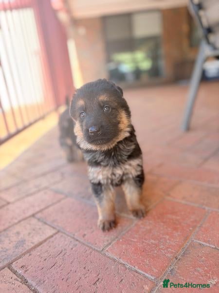 German Shepherd dogs Working Line German Shepherd Puppies - Advert 9