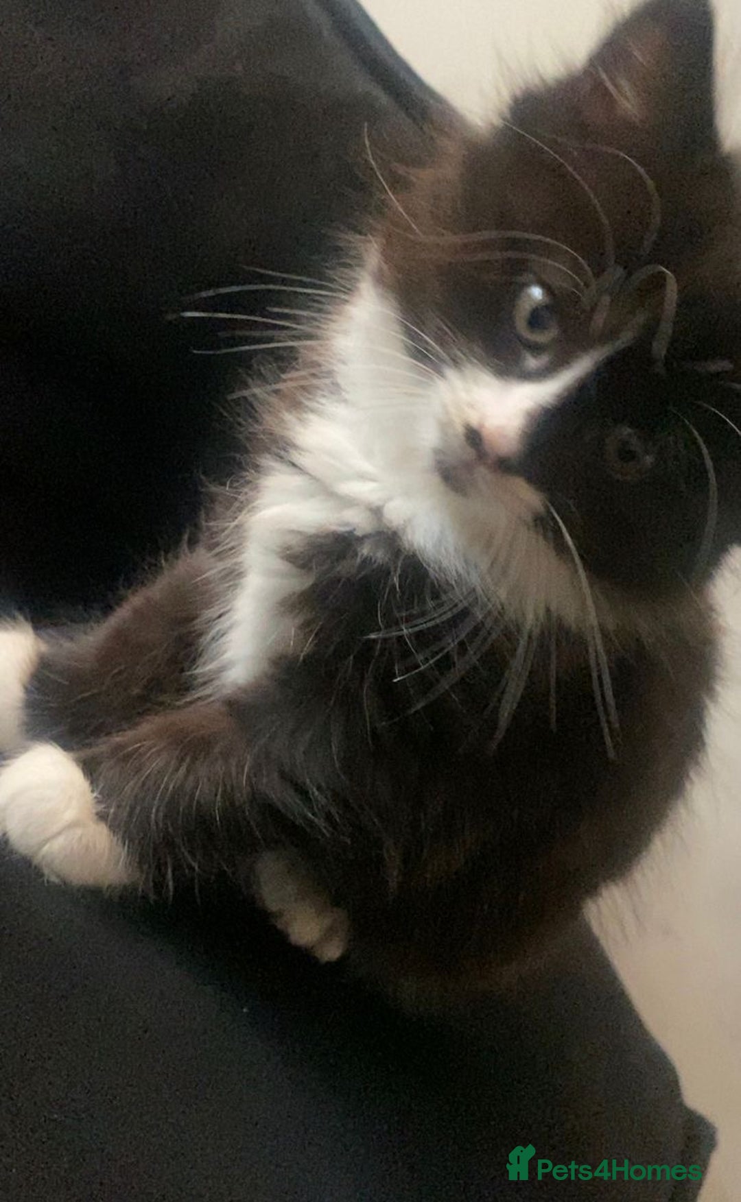 Mixed Breed cats for sale: 4 kittens, 3 girls & 1 boy - Advert 6