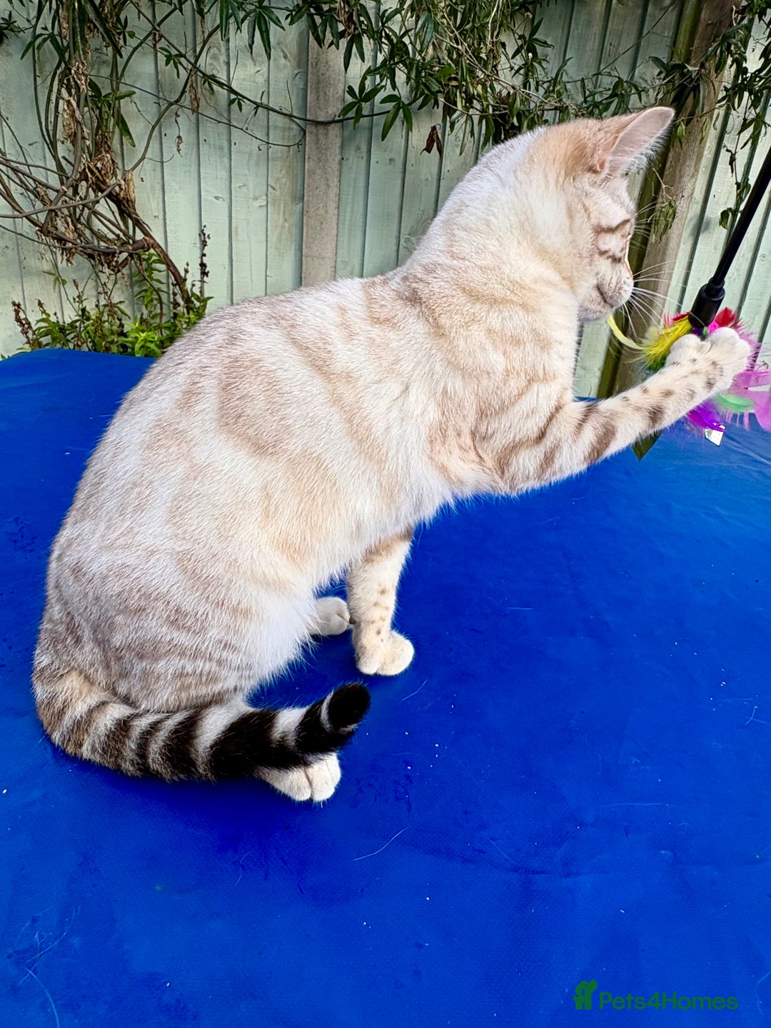 Keetso cats for sale: Superb polydactyl rosetted girl  - Advert 5