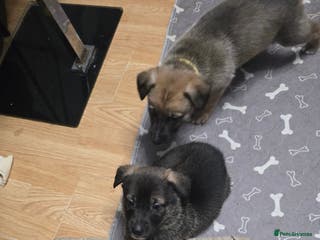 Mixed Breed dogs Cross between gsd/whippet/Huskey - Advert 9