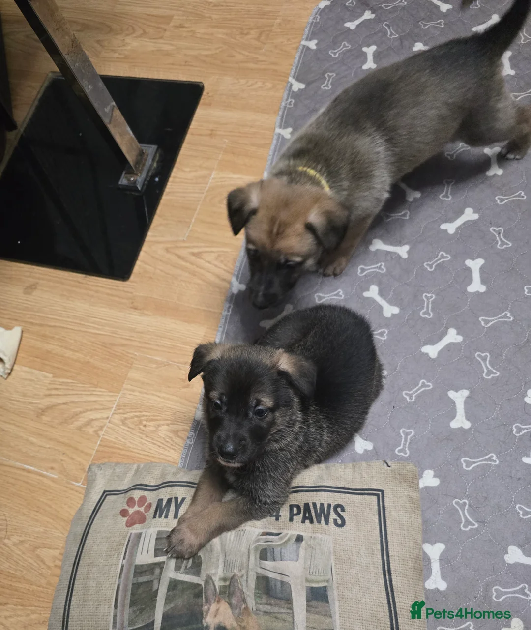 Mixed Breed dogs for sale: Cross between gsd/whippet/Huskey - Advert 2