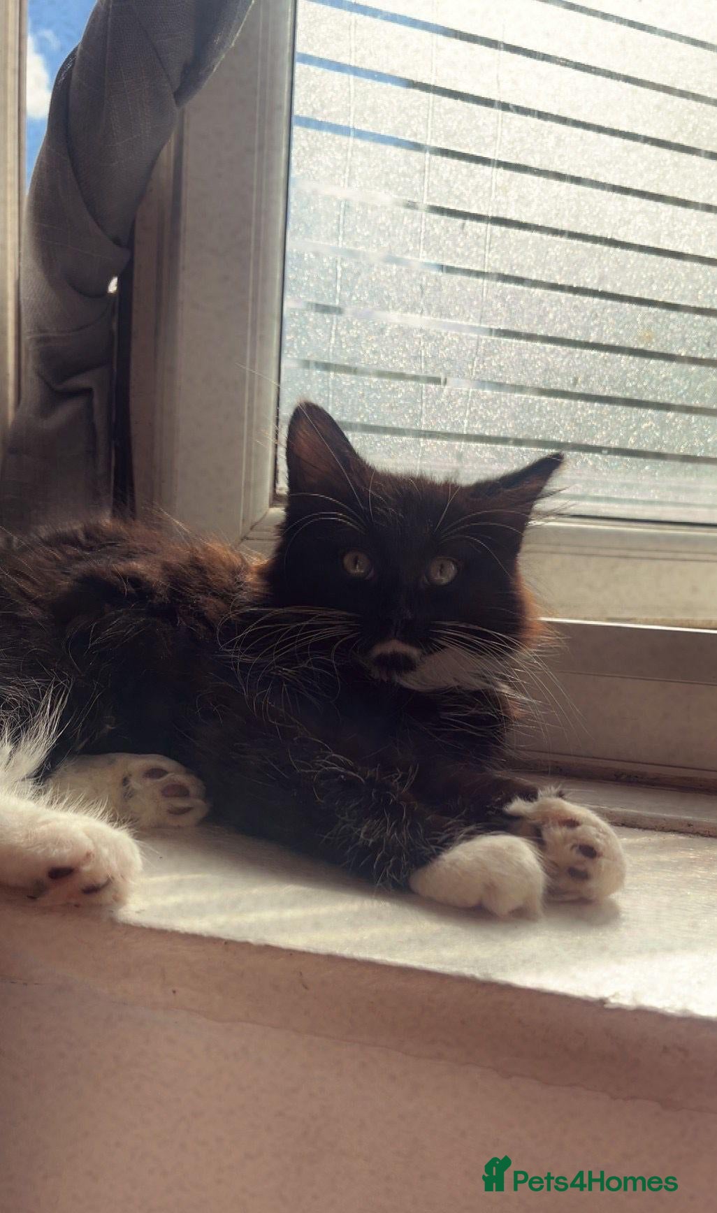 Mixed Breed cats Boy Kitten for sale £100 - Advert 1