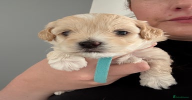 Maltipoo dogs - Advert 12