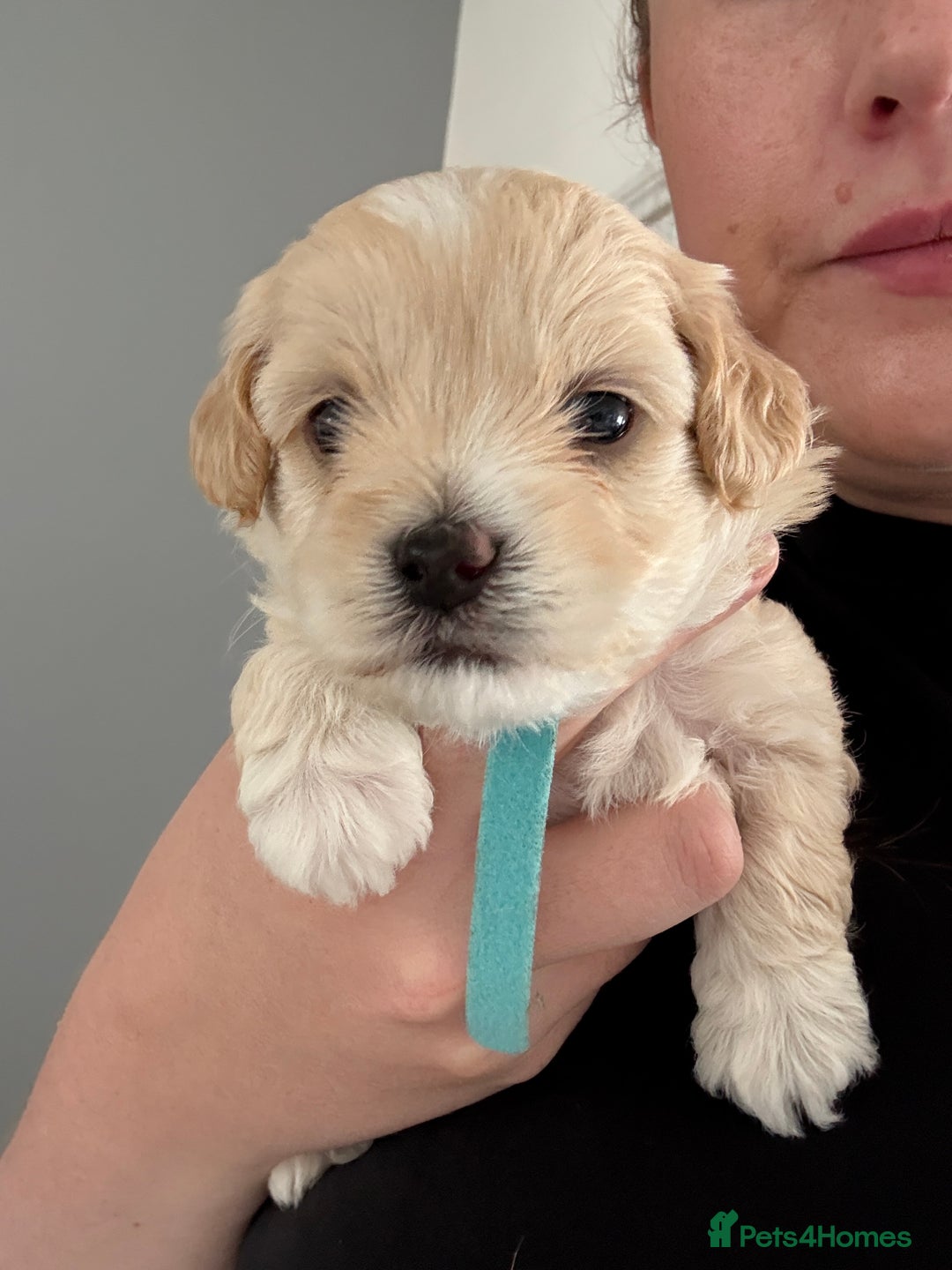 Maltipoo dogs for sale: Beautiful Male Maltipoo F1 Pups - Image 3