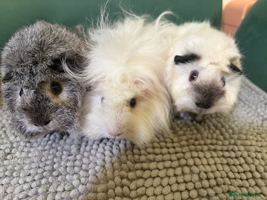 Guinea Pig rodents for sale: Lovely girls  - Advert 1