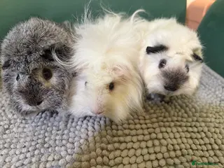 Guinea Pig rodents Lovely girls - Advert 1