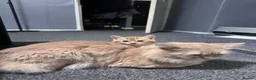 Mixed Breed cats for sale: American bobtail/tortoise shell  - Advert 12