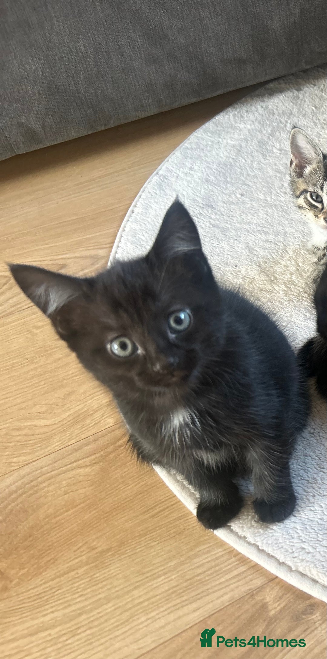 British Shorthair cats for sale: Girl black shorthair - Image 2