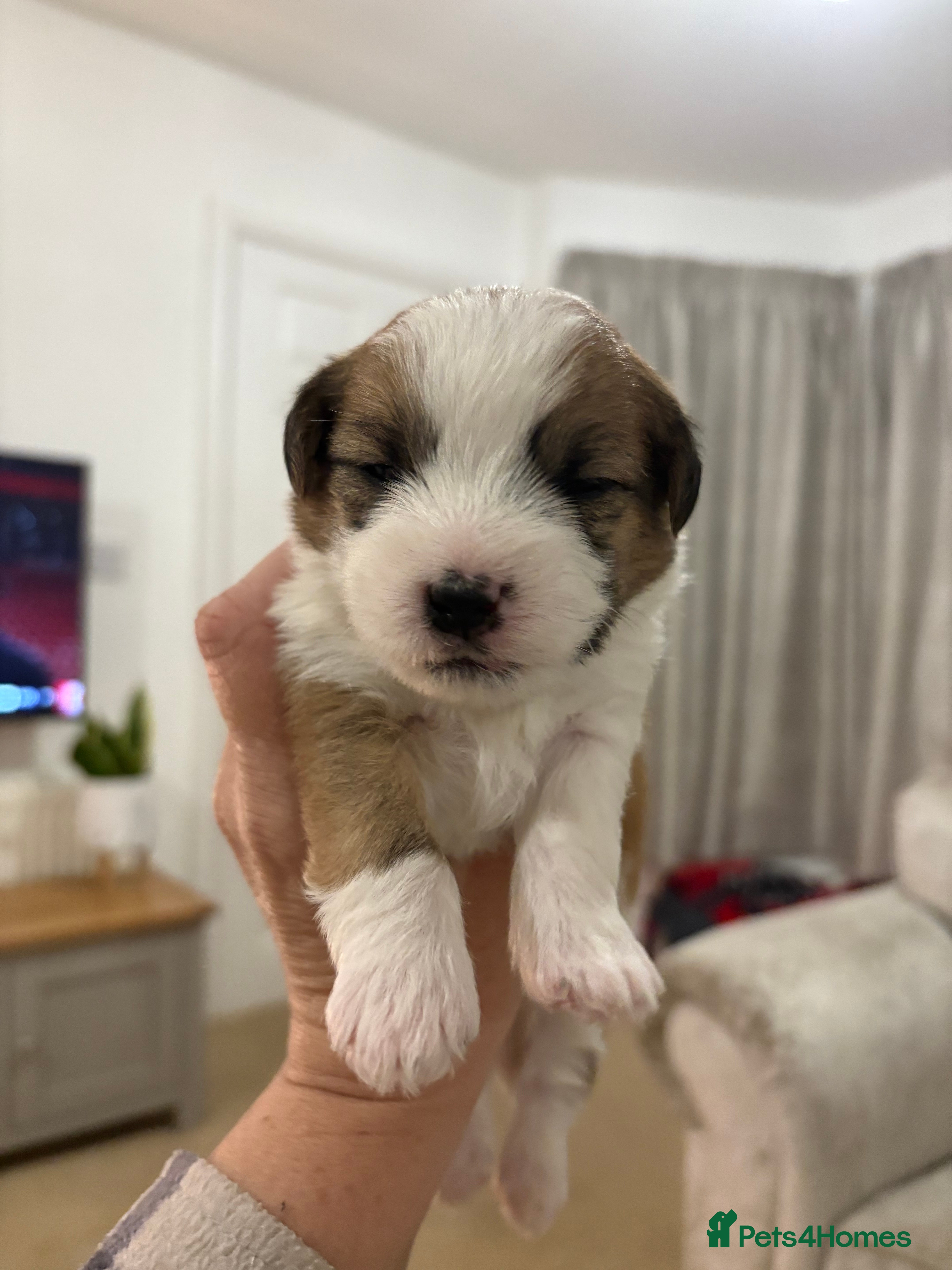 Mixed Breed dogs Stunning Jack Russell x Zoochon Puppies  - Advert 4
