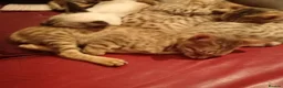 Savannah cats for sale: SAVANNAH KITTENS  READY FOR A NEW LOVING HOME - Advert 3