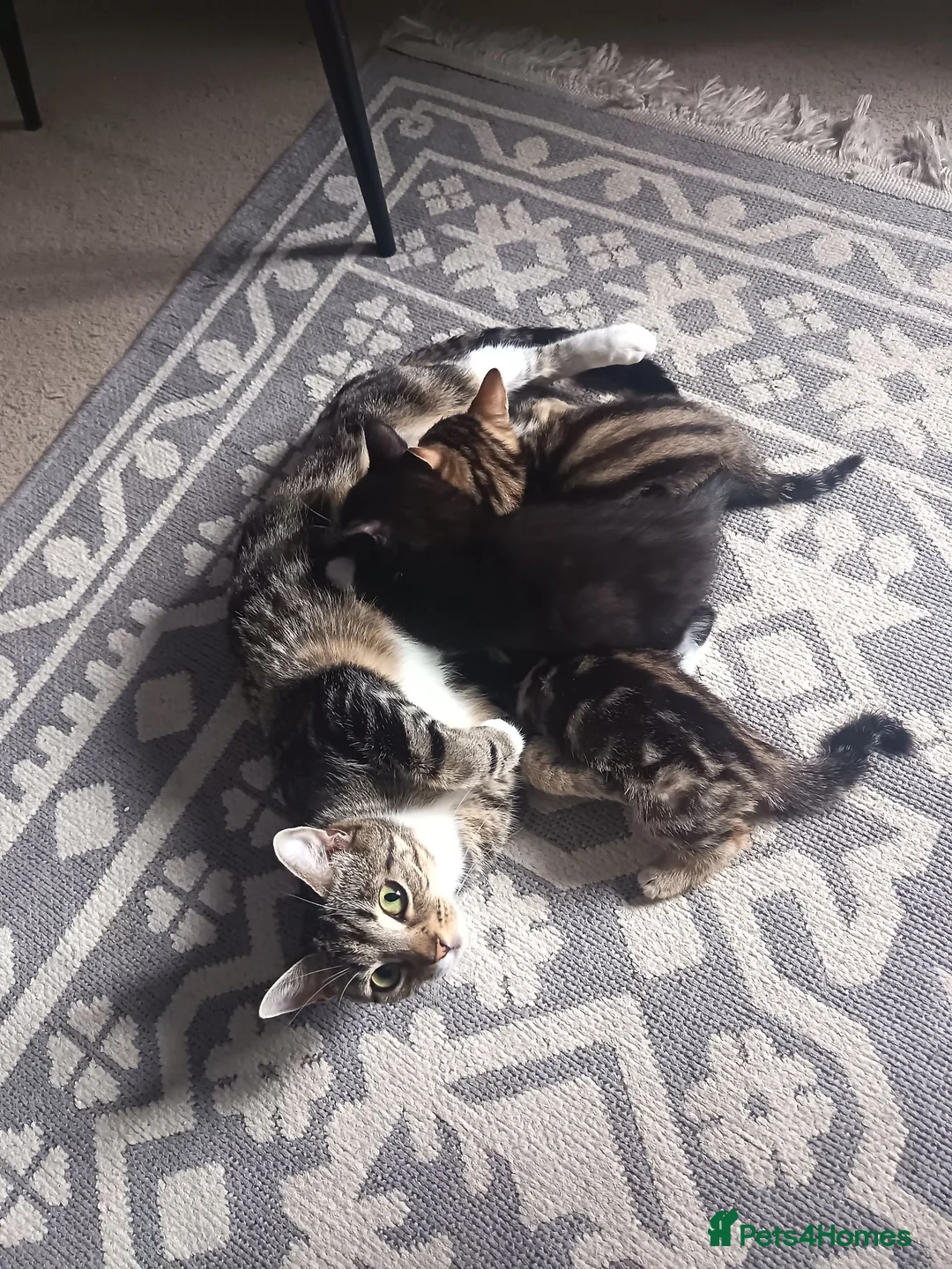 Mixed Breed cats for sale: 3 beautiful kittens ready for new homes 🏠 - Advert 7