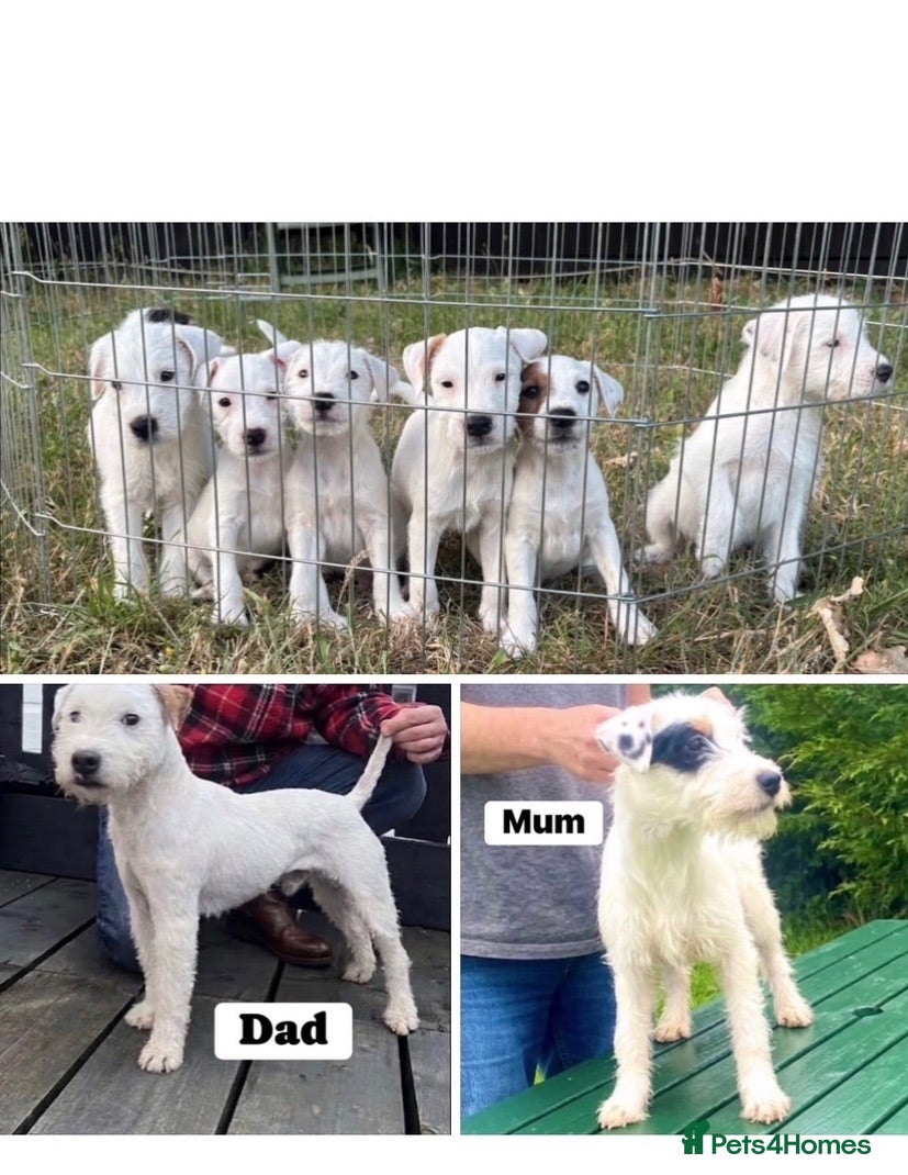 Parson Russell dogs Quality strong parson terrier pups call to - Advert 1
