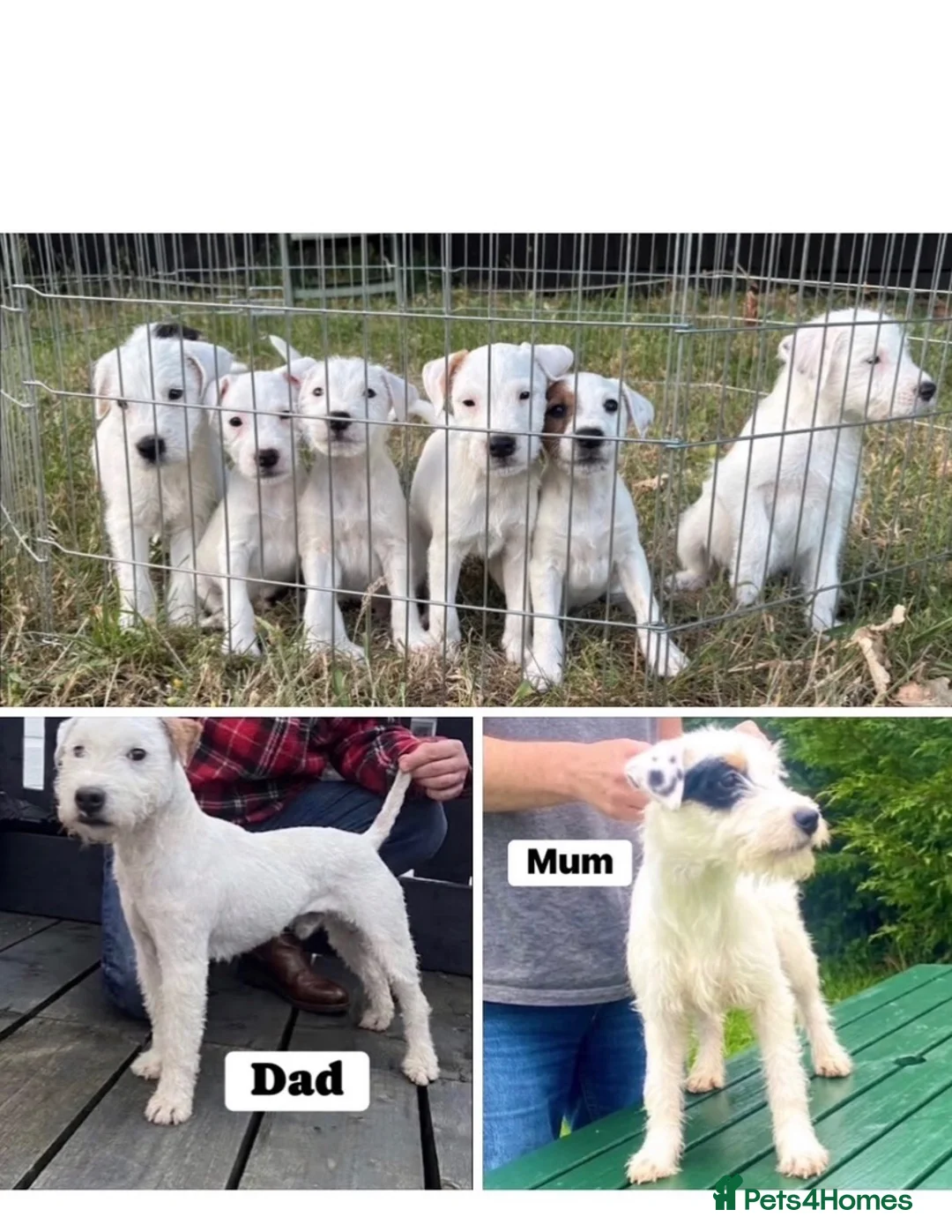 Parson Russell dogs for sale: Quality strong parson terrier pups call to - Advert 1