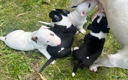English Bull Terrier dogs for sale: KC stunning puppies  - Image 4
