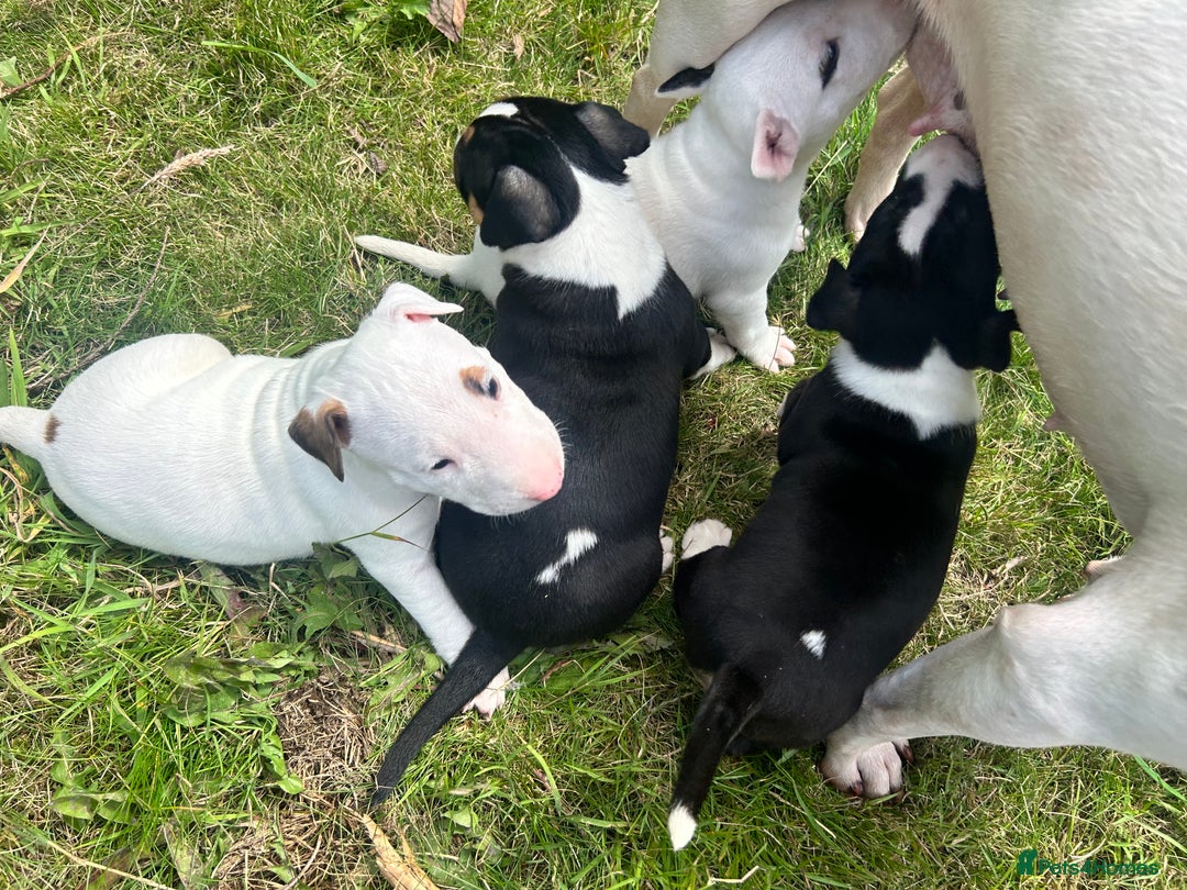 English Bull Terrier dogs for sale: KC stunning puppies  - Image 4