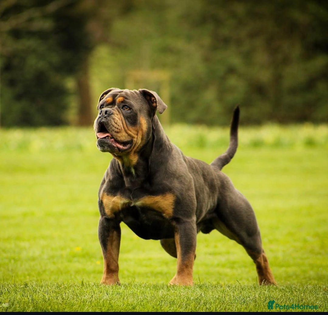 Olde English Bulldogge dogs for sale: Olde English bulldog puppies  - Advert 22
