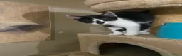 Scottish Fold cats for sale: Scottish fold cross for sale  - Advert 20