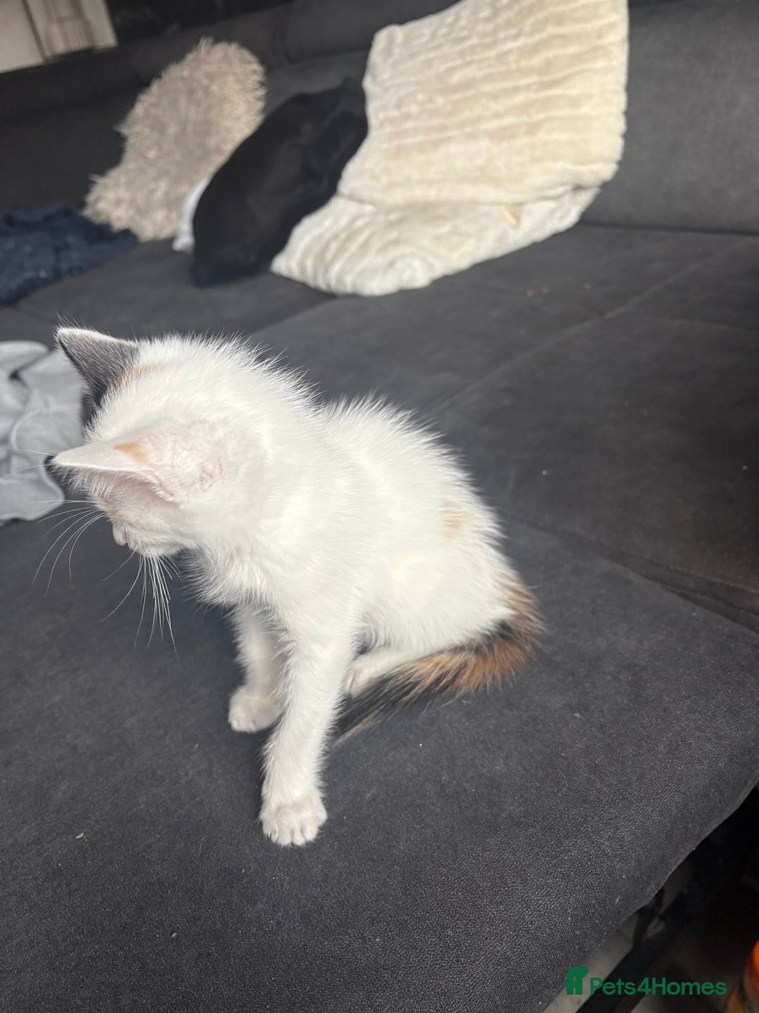 Mixed Breed cats for sale: 2 girls 2 boys beautiful playful kittens - Image 6