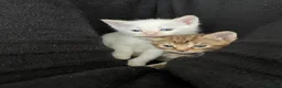 Mixed Breed cats for sale: Cream point Ragdoll cross  - Advert 5