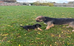 Border Terrier dogs for sale: 🐾 fantastic Border Terrier  - Image 20