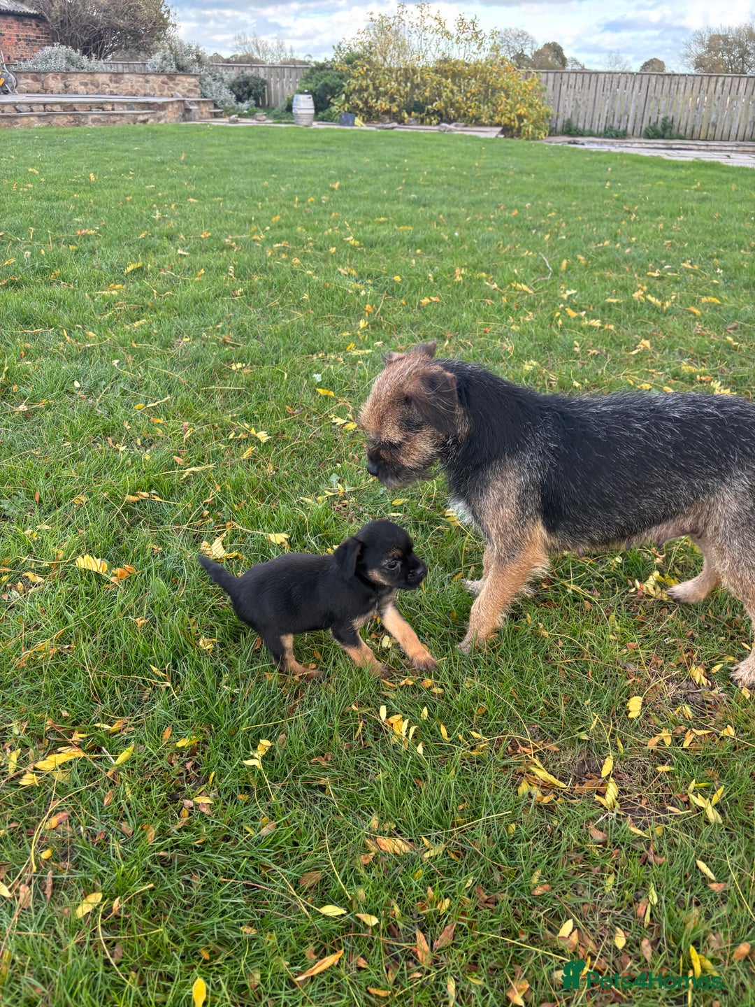 Border Terrier dogs for sale: 🐾 fantastic Border Terrier  - Image 20