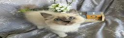 Ragdoll cats for sale: GCCF REGISTERED DNA TESTED PARENTS - Advert 13