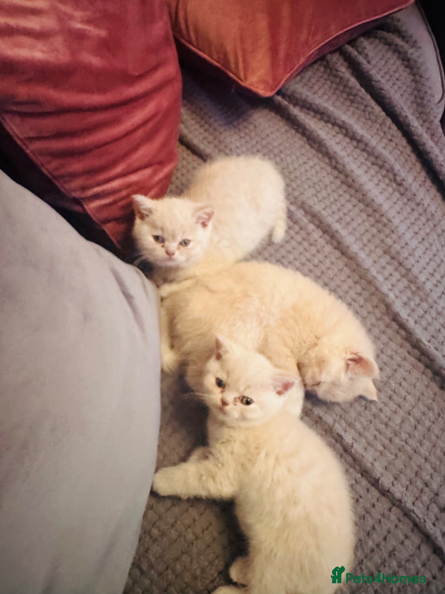 British Shorthair cats The most beautiful British short hair kittens - Advert 3