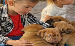 Dogue De Bordeaux dogs for sale: Dogue de Bordeaux puppies  - Advert 10