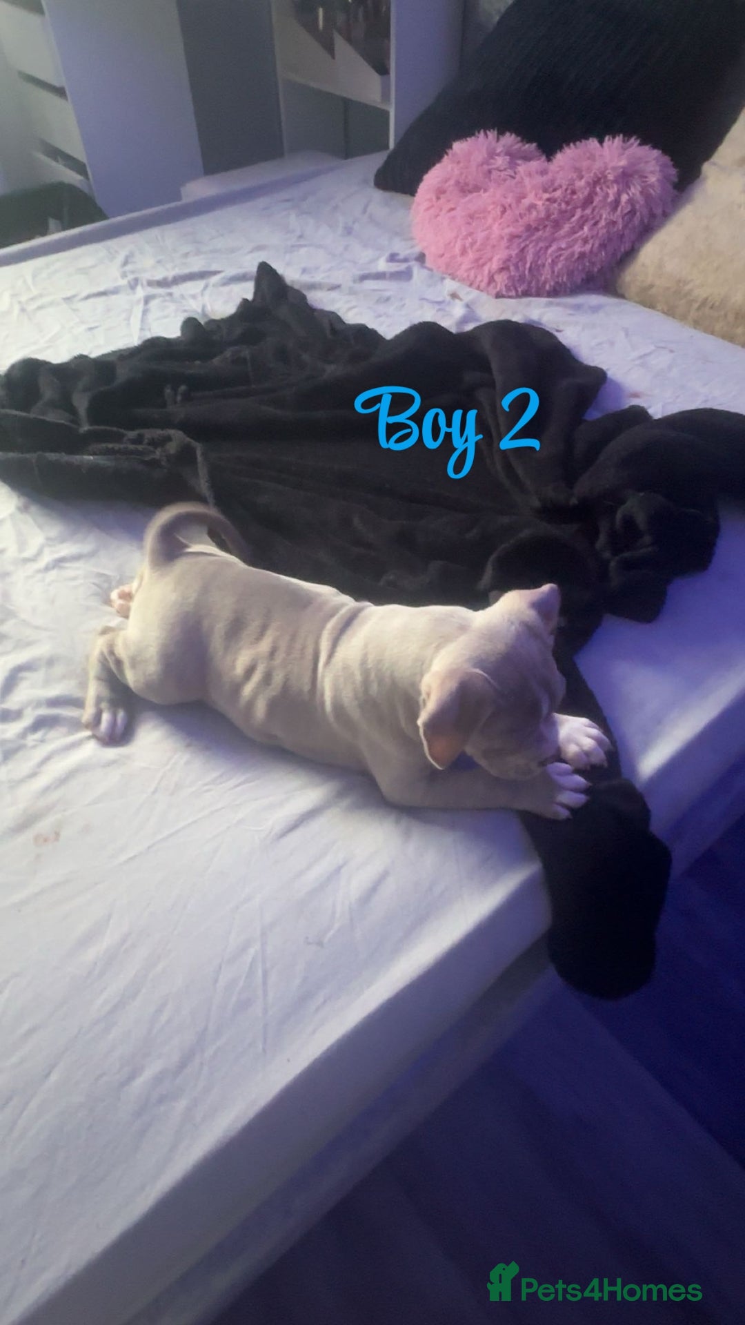 American Bully dogs for sale: Stunning pocket bully pups for sale - Image 16