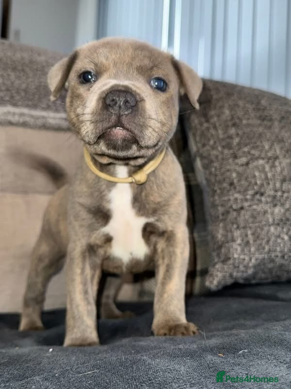 Staffordshire Bull Terrier dogs Last Boy Available Staffordshire Bull Terrier  - Advert 4