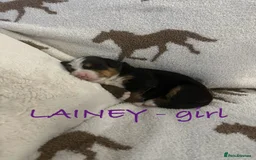 Bernese Mountain Dog dogs for sale: Bernese Mountain Dog Puppies - Image 5