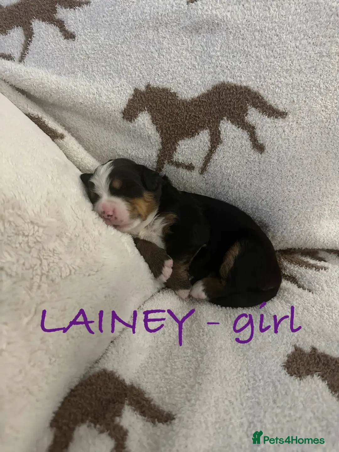 Bernese Mountain Dog dogs for sale: Bernese Mountain Dog Puppies - Image 5