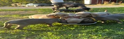 Weimaraner dogs for sale: Kc Weineramer pups  in Ashford - Advert 6