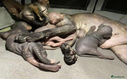 Sphynx cats for sale: 3 adorable Sphynx looking for their forever home  - Image 15