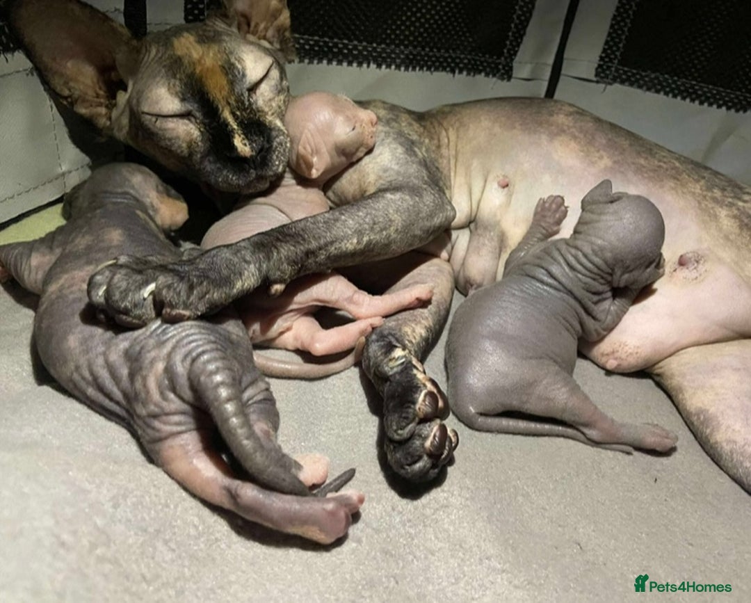 Sphynx cats for sale: 3 adorable Sphynx looking for their forever home  - Image 15