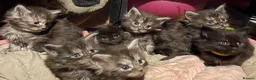 Maine Coon cats for sale: Pure Maine coon kittens  - Advert 3
