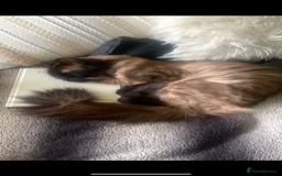 Ragdoll cats for stud: Ragdoll for stud  - Image 6