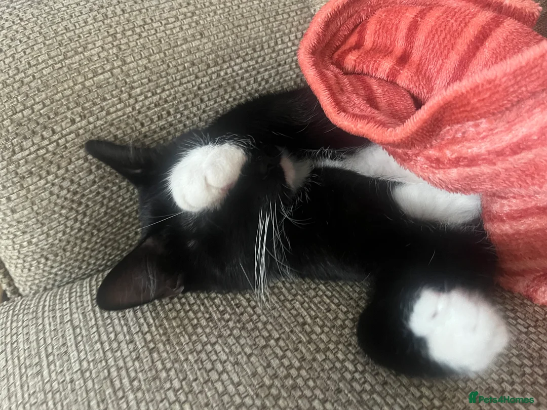 Domestic Shorthair cats for sale: Cat rehome  - Advert 5