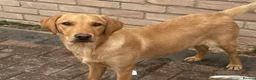 Labrador Retriever dogs for sale: YELLOW LABRADOR BITCH FOR SALE  - Advert 1