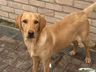 Labrador Retriever dogs YELLOW LABRADOR BITCH FOR SALE - Advert 1