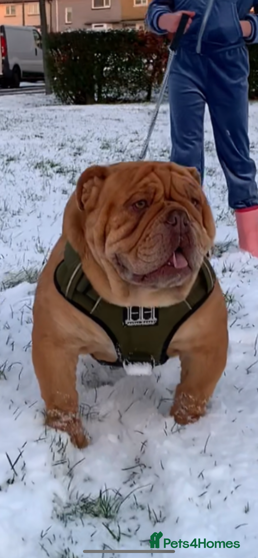 English Bulldog dogs Fluffy carrier British bulldog stud  - Advert 10