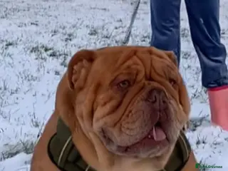 English Bulldog dogs Fluffy carrier British bulldog stud - Advert 1