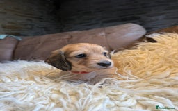 Miniature Dachshund dogs for sale: Beautiful Cream long haired Dachshunds  - Image 3