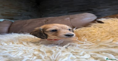 Miniature Dachshund dogs - Advert 11