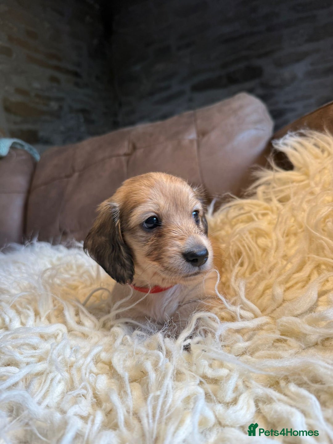 Miniature Dachshund dogs for sale: Beautiful Cream long haired Dachshunds  - Image 3