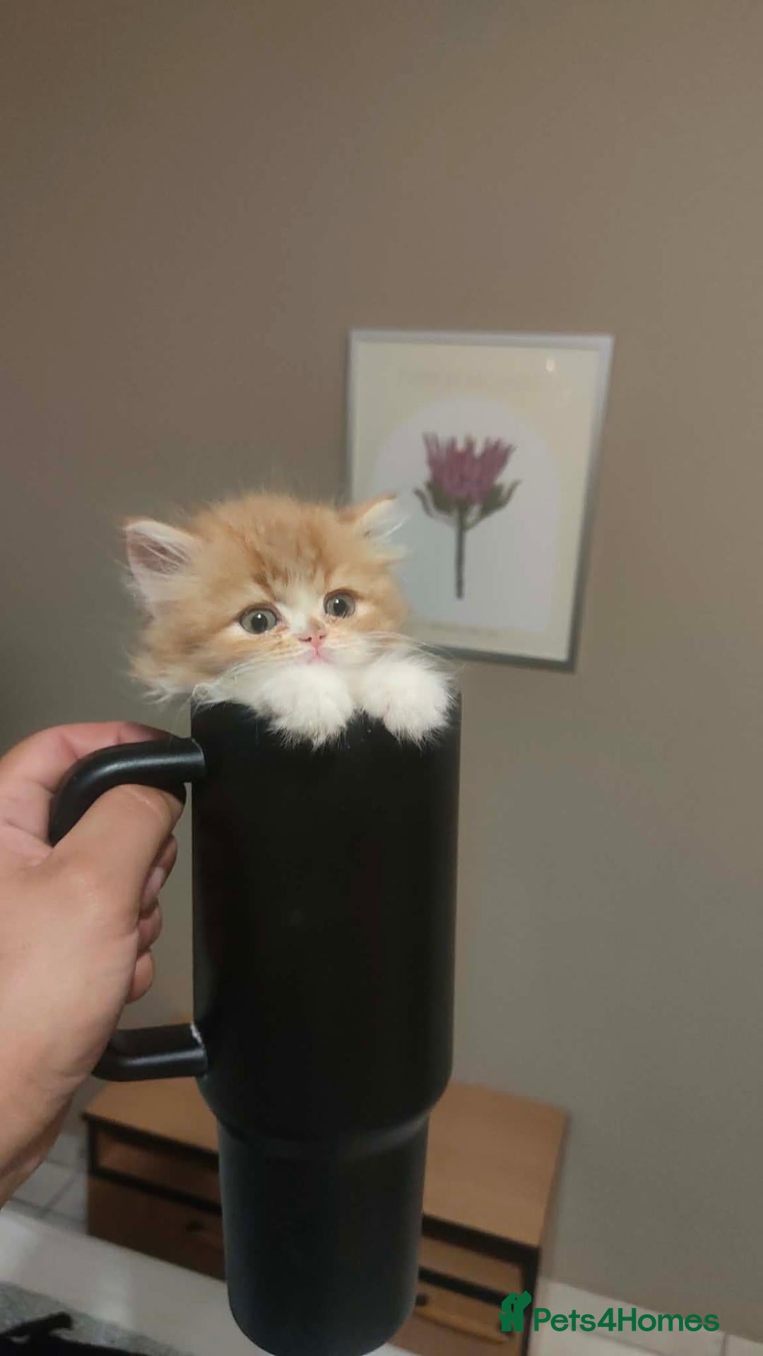 Persian cats Honey  - Advert 1