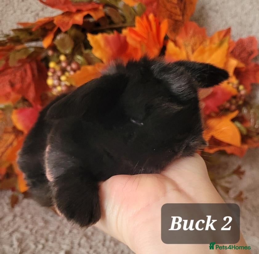 Mini Lop rabbits for sale: Pure bred mini lops.  - Advert 1